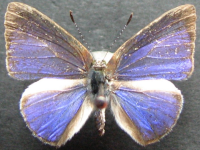 Philiris ziska - Adult